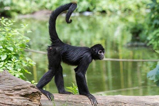 atèle sur un tronc d'arbre