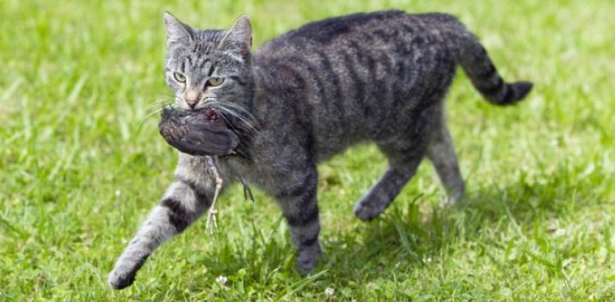 chat avec un oiseau dans la gueule