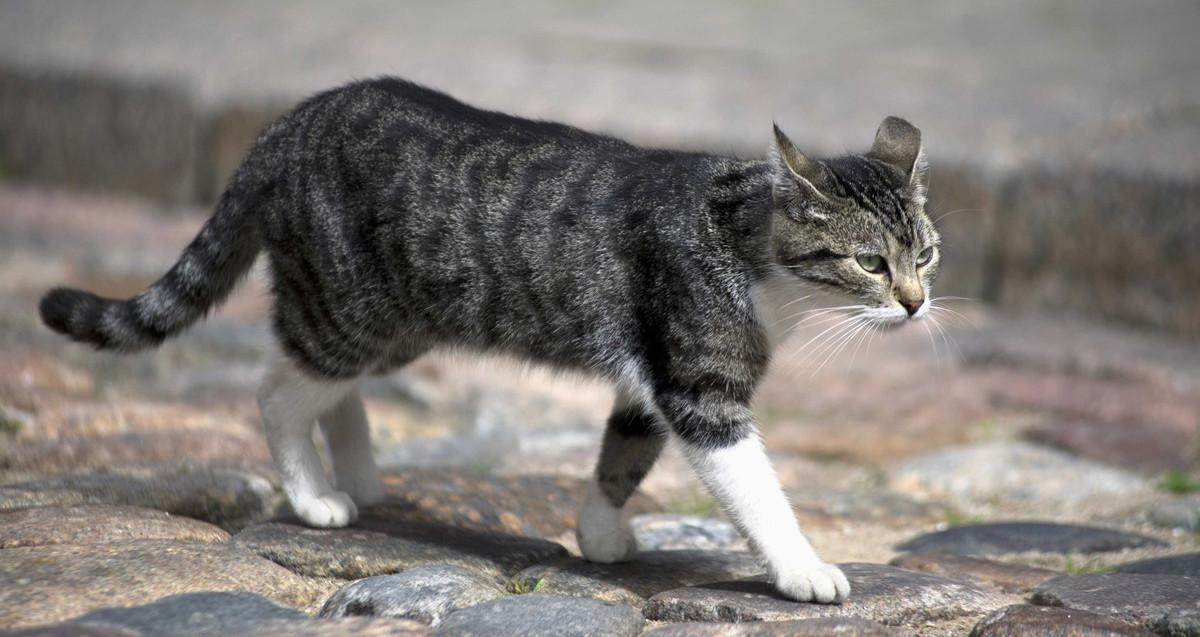 chat qui marche dans la rue