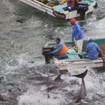 pêche aux dauphins baie taijin