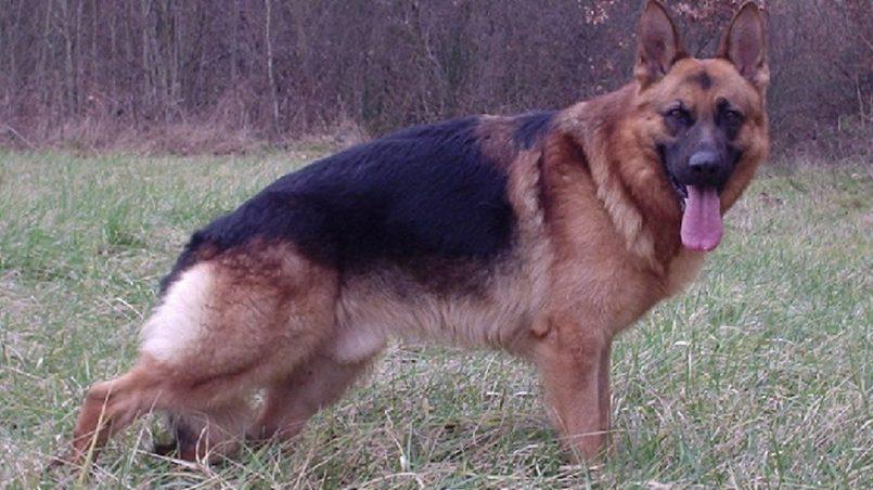 chien qui fait caca dans la maison