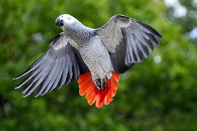 gris du Gabon